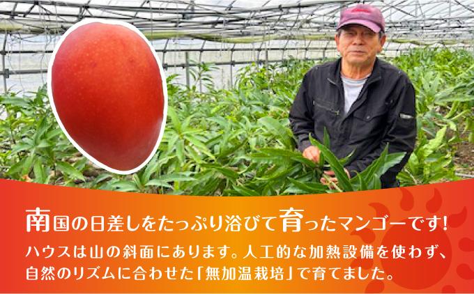 (2026年発送・先行予約)【マンゴーfarm新】 沖縄県南城市産マンゴー化粧箱1kg 化粧箱1kg（2~3玉）