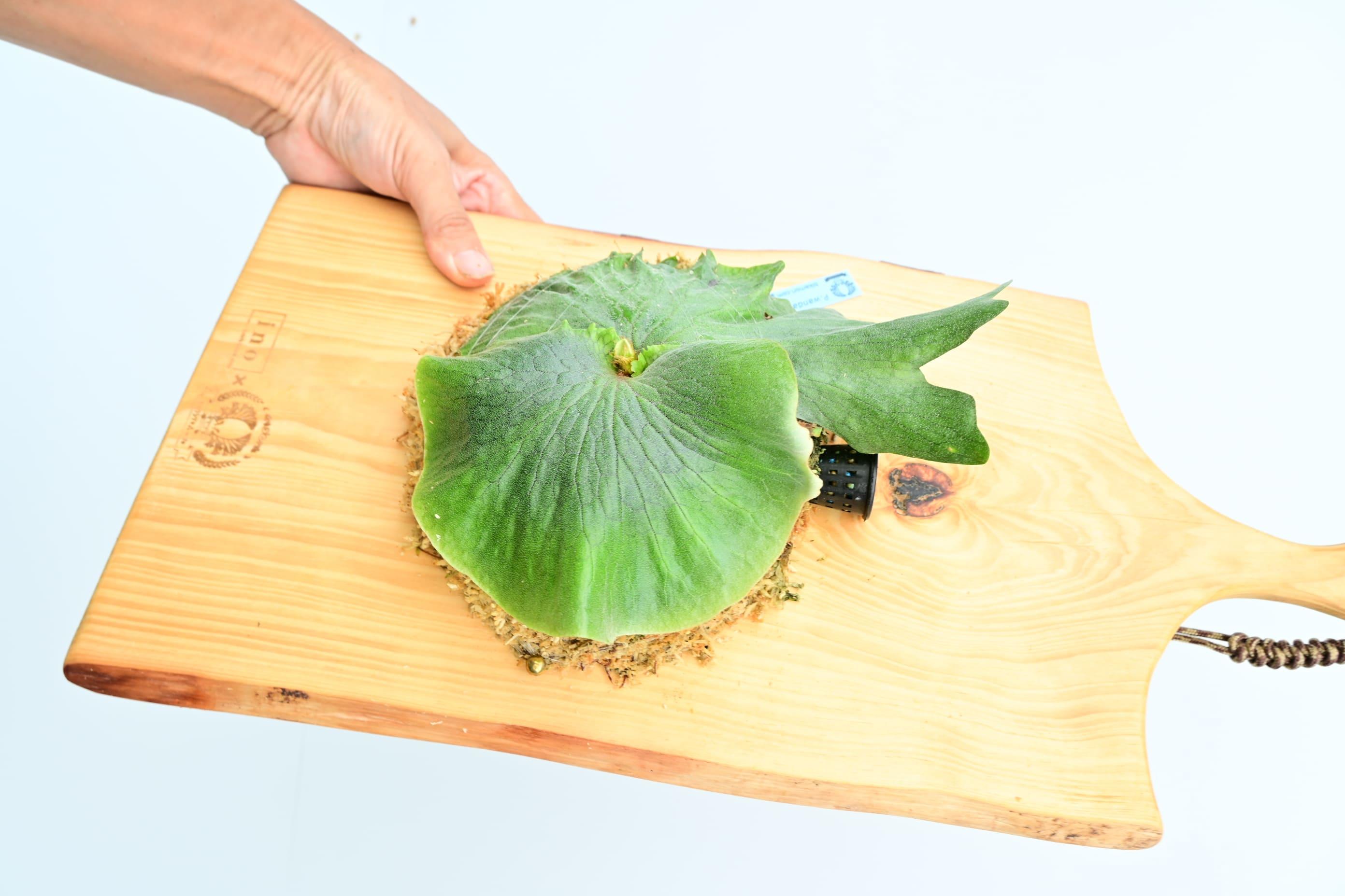 ビカクシダ　ワンダエ琉球松板付け（壁掛け用）