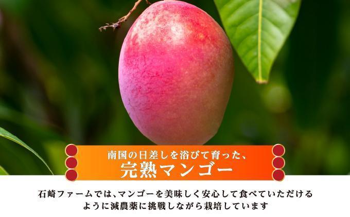 マンゴー2kg　家庭用 マンゴー2kg　家庭用