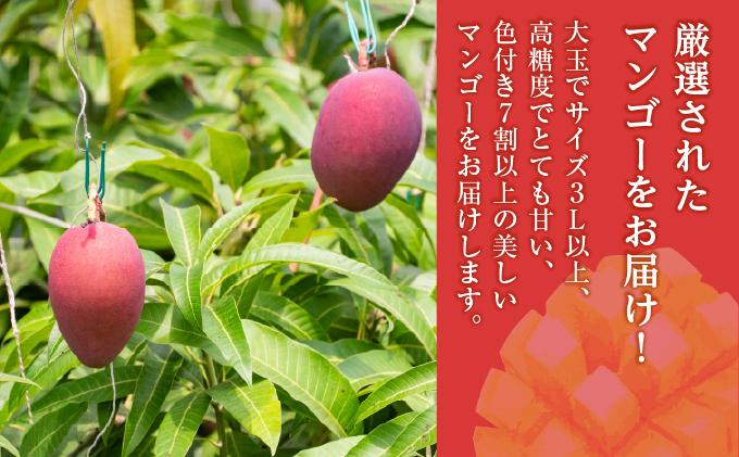 (先行受付)【2026年発送】アップルマンゴー 南城市 約1kg (2～3玉) 約1kg (2～3玉)