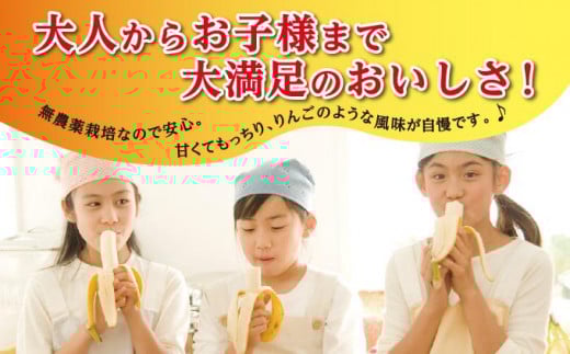 バナナ 南城市 ナムワバナナ3kg 3kg