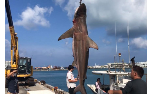 【cafooca /カフーカ】キーケース/BLACK BLACK