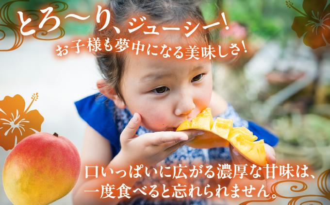 【先行予約】糖度15度以上！最高級プレミアムマンゴー約1kg（2玉）