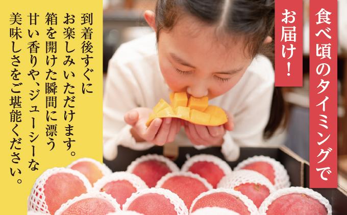 【2026年発送】＜優品＞完熟アップルマンゴー約800g（化粧箱）2玉～3玉 約800g（化粧箱）2玉～3玉