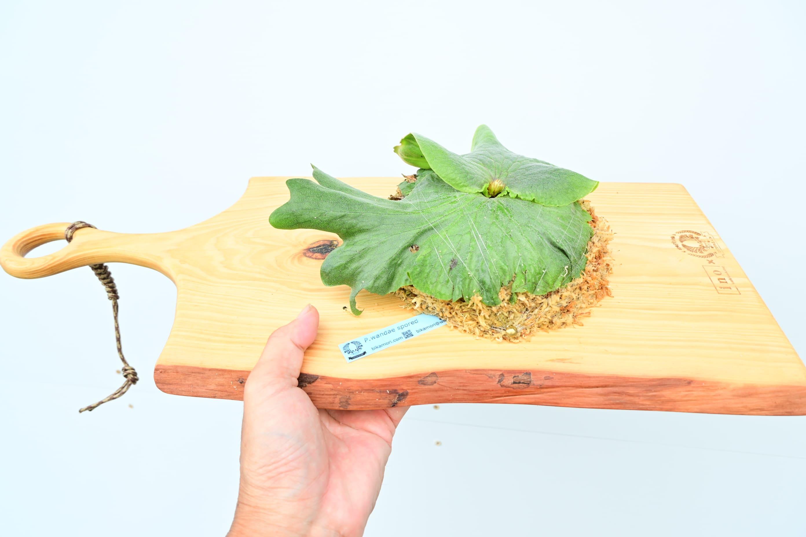 ビカクシダ　ワンダエ琉球松板付け（壁掛け用）