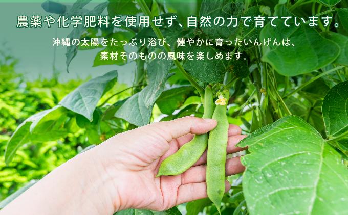 【先行予約】サヤインゲン（ビックリジャンボ）3kg 3kg