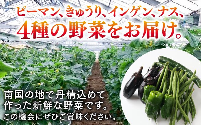 【先行予約】若手農家が作る南城野菜セット