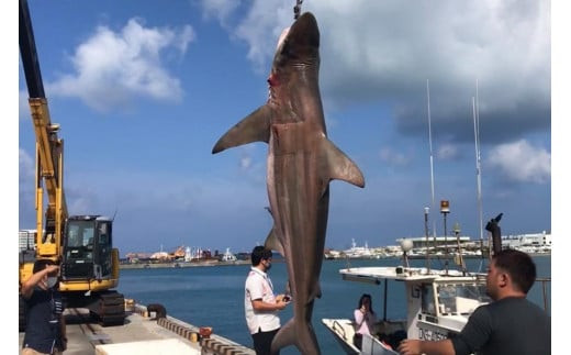 【cafooca /カフーカ】コインケース/BLACK BLACK