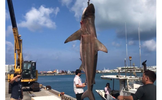 【cafooca /カフーカ】二つ折り財布/BLACK BLACK