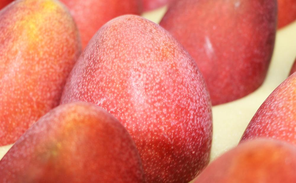 【2026年発送・先行予約】南城市観光協会が厳選！プレミアムアップルマンゴー約1.5kg