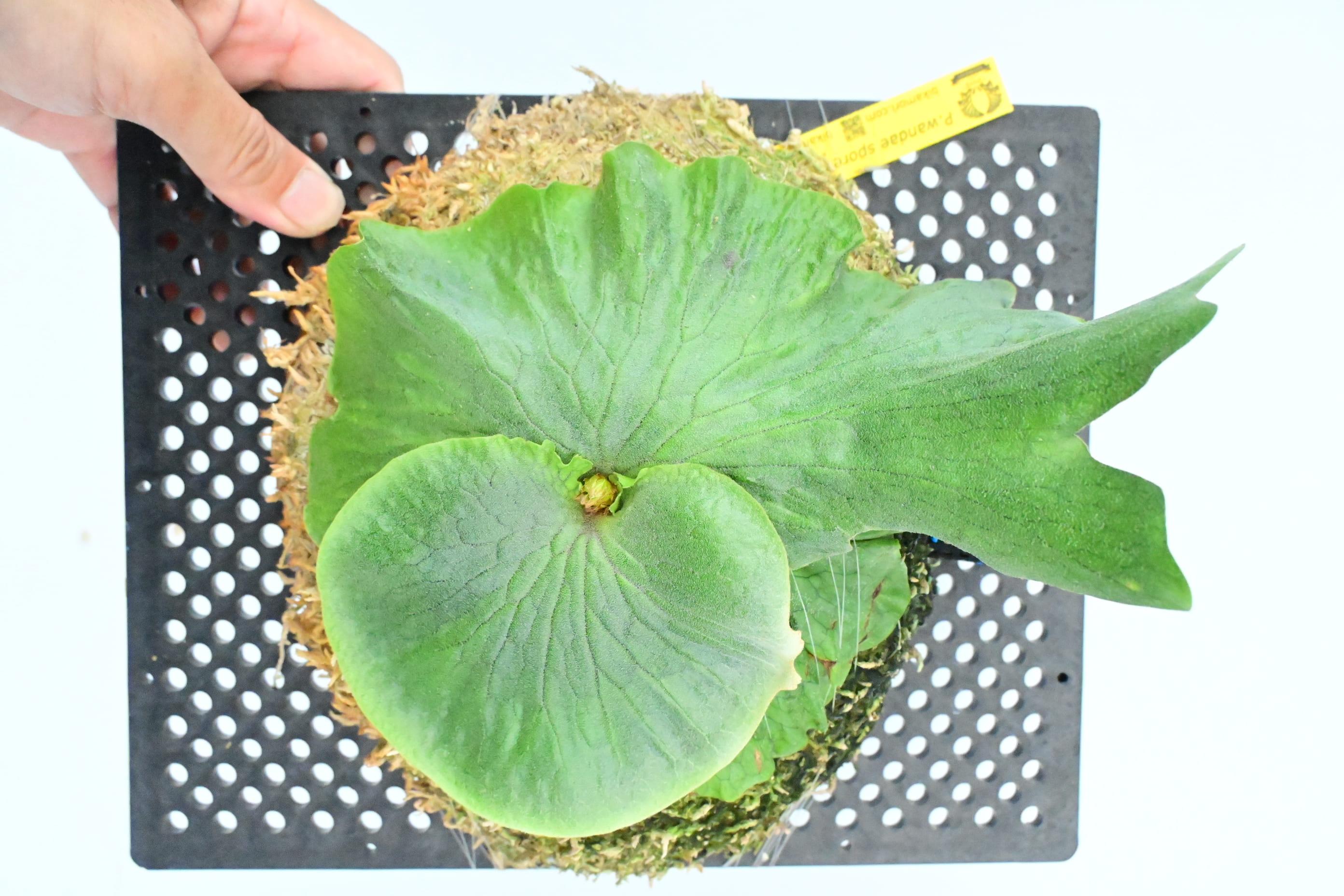 ビカクシダ　ワンダエ琉球松板付け（壁掛け用）