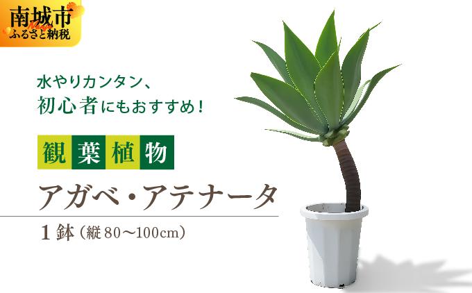 アガベ・アテナータ