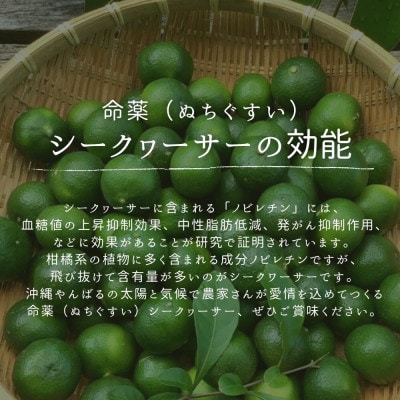 【2026年9月頃から順次発送】道の駅 ゆいゆい国頭が厳選した青切りシークヮーサー2kg