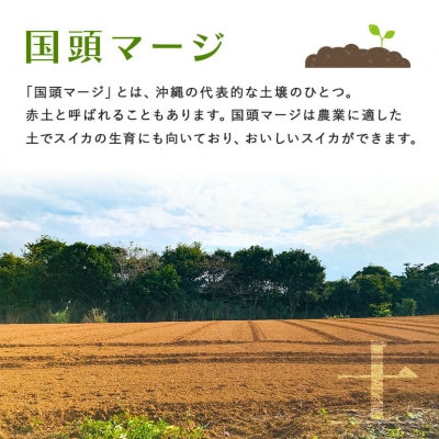 【2026年2月～3月頃の発送】島袋さんの冬スイカ 1玉(3.5～4.5kg)【配送不可地域：離島】
