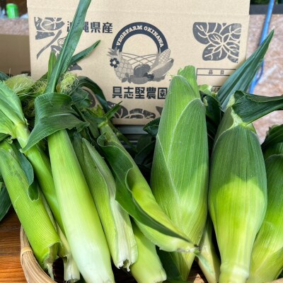 【2026年4～5月頃順次発送】春獲れ一番!極甘くんじゃんこーん ホワイト 8本 とうもろこし【配送不可地域：離島】