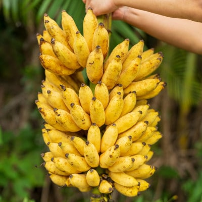 【2026年1月から順次発送】もっちもち食感のアップルバナナ1.5kg(10～24本)