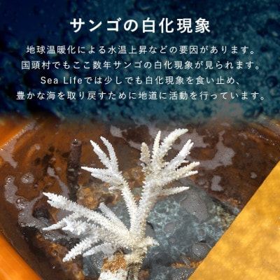 離れていても応援できる!国頭村の「サンゴ株主」プログラム1株