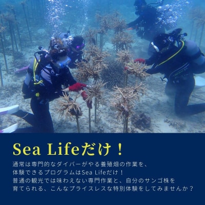 【ダイビング体験チケット】サンゴ養殖プロジェクト 保護作業ダイビング(ライセンス保持者限定)