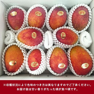 【2026年6月から順次発送】優品アーウィンマンゴー5kg(8～12玉)【配送不可地域：離島】