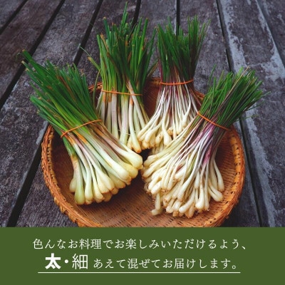 【2026年2月中旬から順次発送】産地直送!沖縄おつまみの定番の島らっきょう1kg