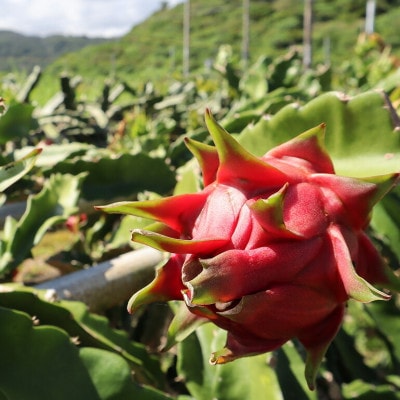 【2026年8月から順次発送】やんばる産のドラゴンフルーツ赤 4～6玉【配送不可地域：離島】