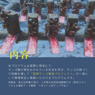 サンゴ株作り体験1名様(サンゴ証明書付き)
