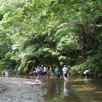 やんばるの自然を満喫!亜熱帯の森トレッキング体験 2名様