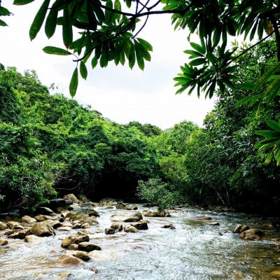 やんばるの自然を満喫!安田川ジャングルカヌー体験チケット2名様