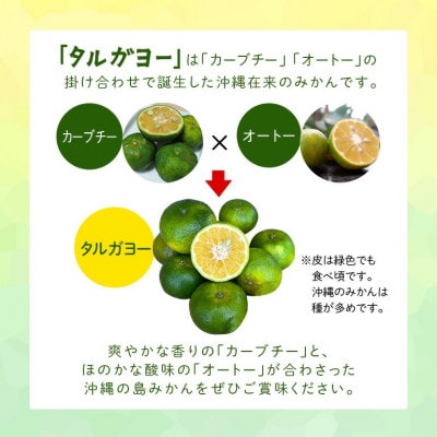 【2026年10月頃から順次発送】地元で愛されてきた在来みかん タルガヨー3kg