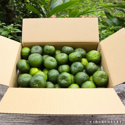 【2025年10月頃から順次発送】島みかん カーブチー 5kg