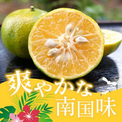 【2026年10月頃から順次発送】やんばる国頭村産 希少な島みかん「オートー」5kg