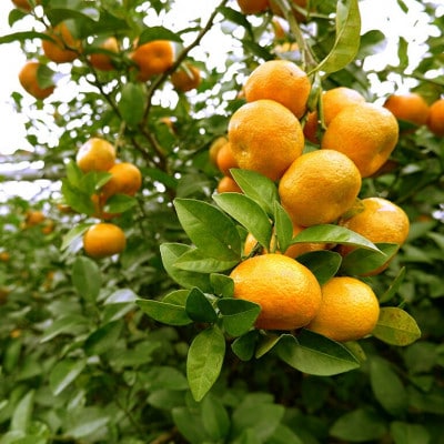 【2026年1月から順次発送】黄金に輝くフルーツシークヮーサー 3kg