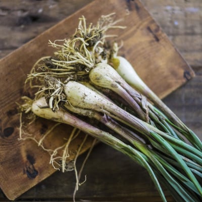 【2026年5月上旬から順次発送】農家直送!国頭村・島袋さんの採れたて島らっきょう 1kg