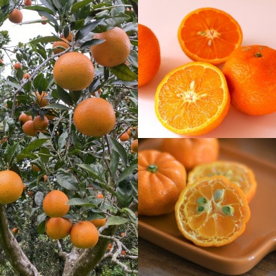 【発送月固定定期便】やんばるの島みかんまるっと定期便全6回