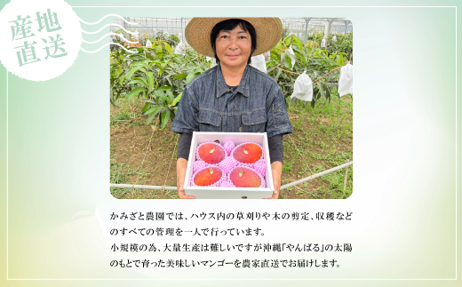 【2026年6月中旬から順次発送】贈答用のアップルマンゴー2kg【配送不可地域：離島】