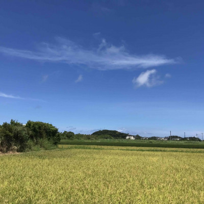 【令和7年産新米】沖縄の農家直送 ひとめぼれ 玄米(栽培期間中農薬不使用)4kg