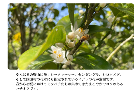 ふるさと納税 沖縄県 国頭村 やんばるで採れた季節のはちみつ 2種 食べ