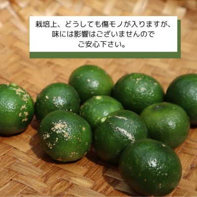 【2026年9月頃から順次発送】道の駅 ゆいゆい国頭が厳選した青切りシークヮーサー2kg