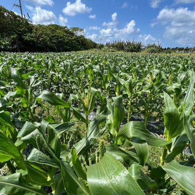 【2026年4～5月頃順次発送】春獲れ一番!極甘くんじゃんこーん 8本 とうもろこし【配送不可地域：離島】