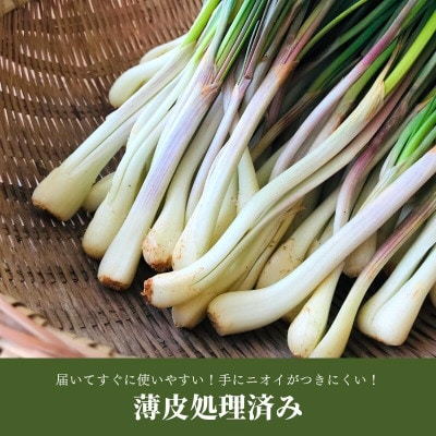 【2026年2月中旬から順次発送】産地直送!沖縄おつまみの定番の島らっきょう1kg