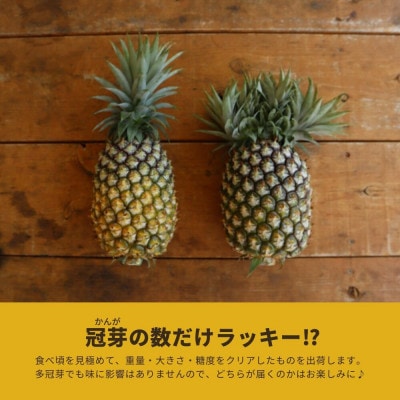 【2026年5月から順次発送・ハウス栽培】パイナップルの王様 ゴールドバレル1玉【配送不可地域：離島】