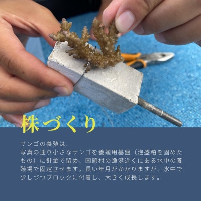 サンゴ株作り体験1名様(サンゴ証明書付き)