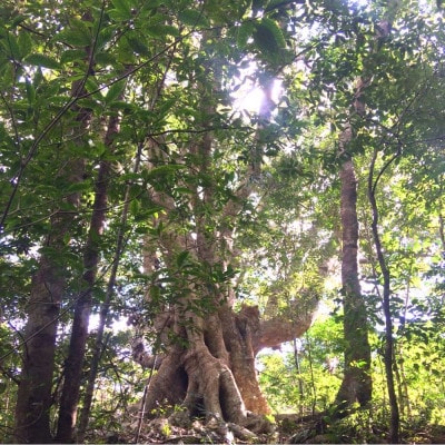 やんばるの自然を満喫!亜熱帯の森トレッキング体験 2名様