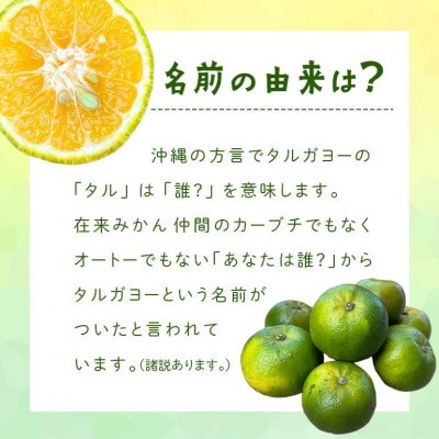 【2026年10月頃から順次発送】地元で愛されてきた在来みかん タルガヨー5kg
