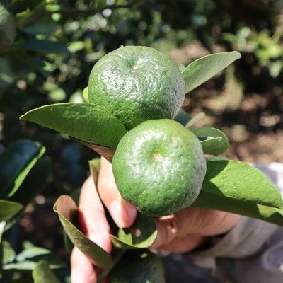 【2026年10月頃から順次発送】島みかん カーブチー 3kg