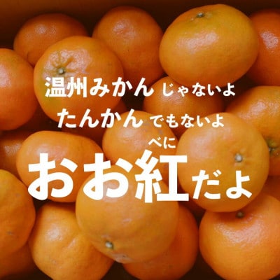 【2025年12月頃から順次発送】やんばる国頭村産の島みかん おお紅 5kg