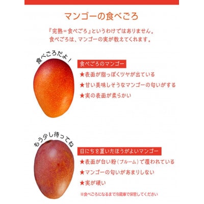 【2025年発送・訳あり】燦々マンゴー1.5kg(3～6玉)【配送不可地域：離島】 1.5㎏（3～6玉）