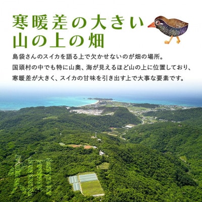 【先行受付・2026年8月中旬から順次発送】島袋さんの夏スイカ大玉 1玉(5.0～7.0kg)【配送不可地域：離島】