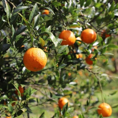 【2026年1月から順次発送】ゆいゆい国頭が厳選した国頭村産タンカン5kg