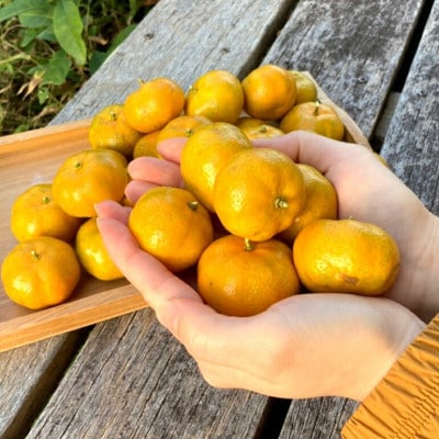 【2026年1月から順次発送】黄金に輝くフルーツシークヮーサー 3kg